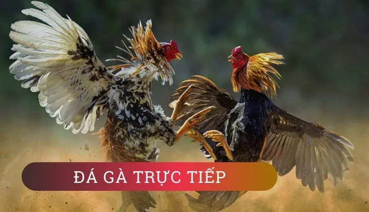 Khám Phá Cách Chơi Đá Gà WS168 Tại Good88 Hấp Dẫn Nhất 2025 2 Khám Phá Cách Chơi Đá Gà WS168 Tại Good88 Hấp Dẫn Nhất 2025